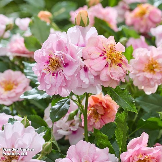 Rose 'Amirose'
