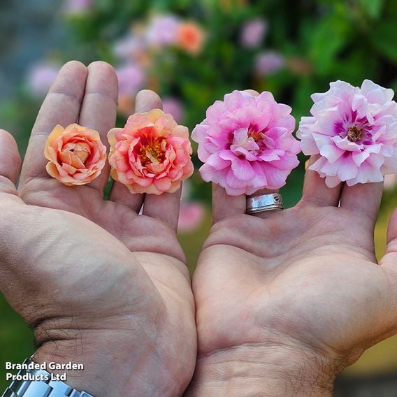 Rose 'Amirose'
