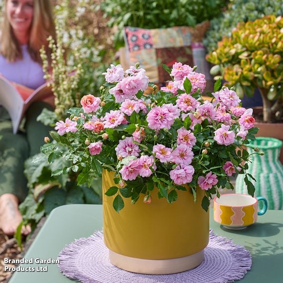 Rose 'Amirose'