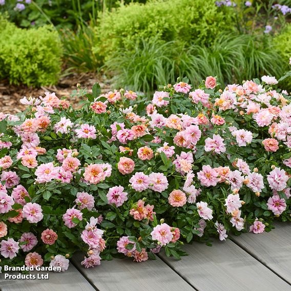 Rose 'Amirose'