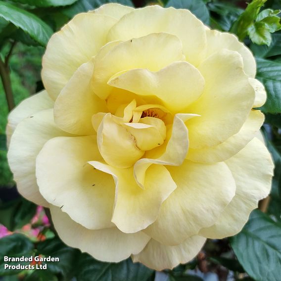 Rose 'Arthur Bell'