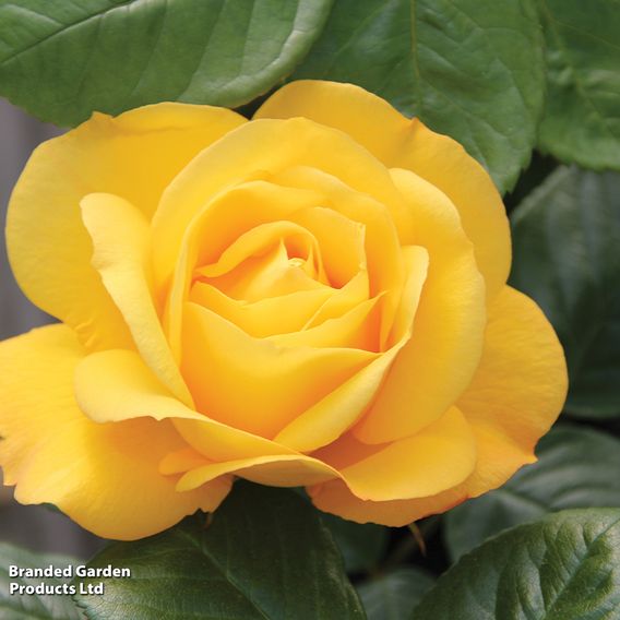 Rose 'Arthur Bell'
