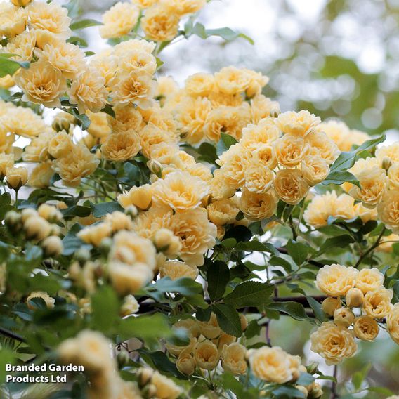 Rose banksiae 'Lutea' (Rambling Rose)