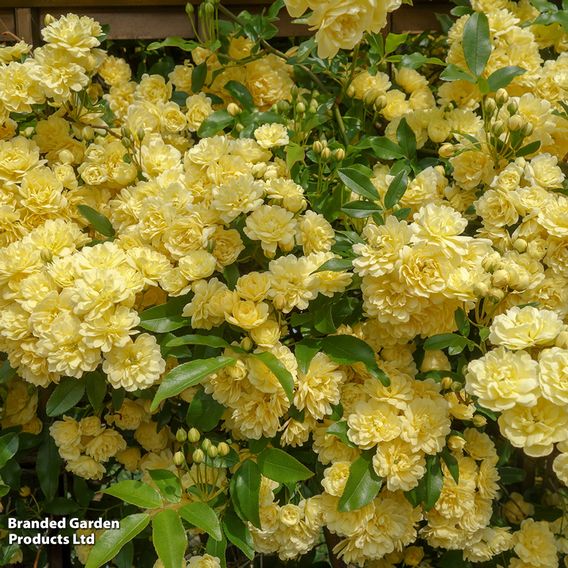 Rose banksiae 'Lutea' (Rambling Rose)