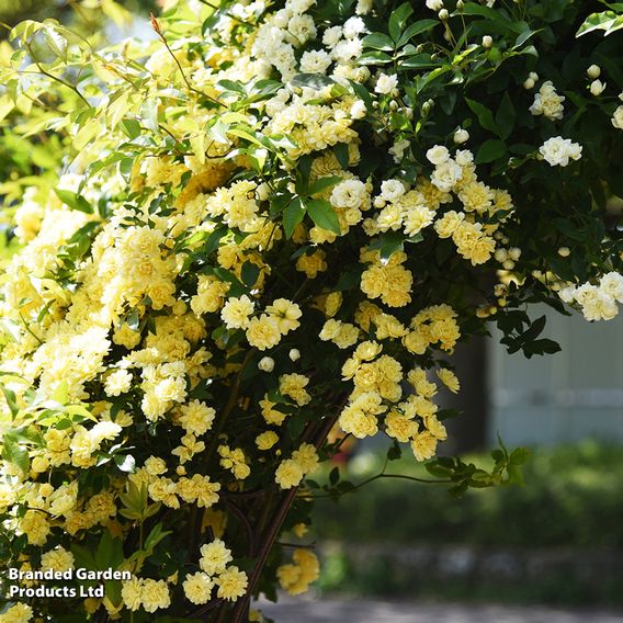 Rose banksiae 'Lutea' (Rambling Rose)