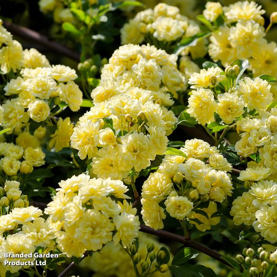 Rose banksiae 'Lutea' (Rambling Rose)