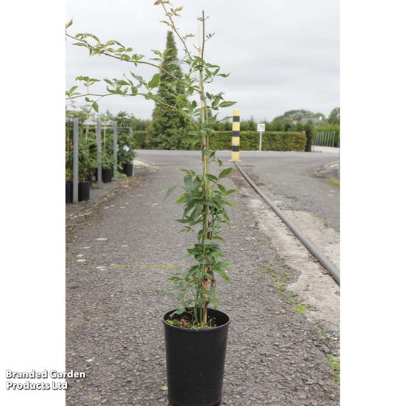 Rose banksiae 'Lutea' (Rambling Rose)