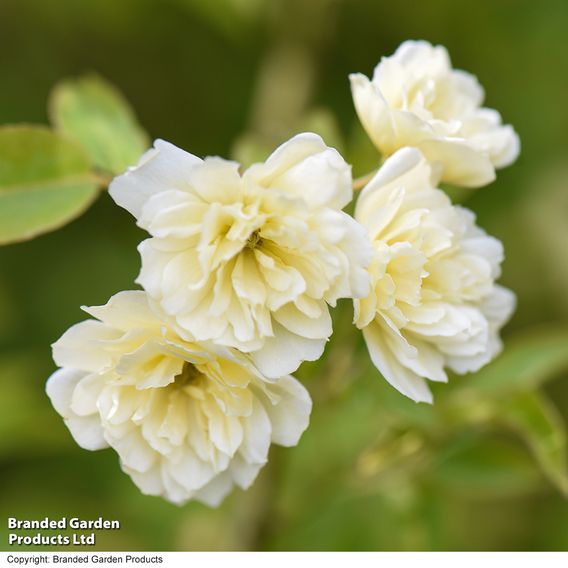 Rose banksiae 'Lutea' (Rambling Rose)