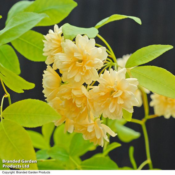 Rose banksiae 'Lutea' (Rambling Rose)