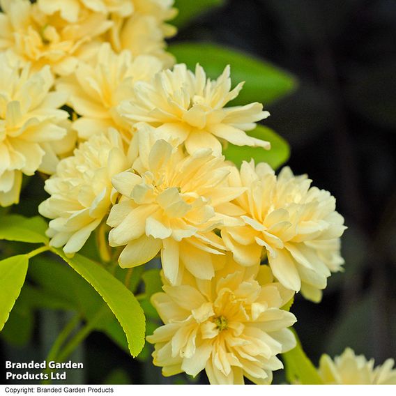Rose banksiae 'Lutea' (Rambling Rose)