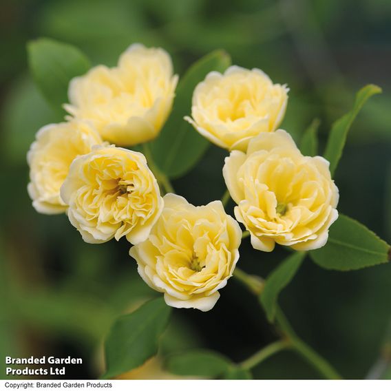Rose banksiae 'Lutea' (Rambling Rose)