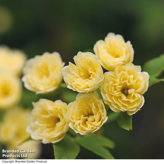 Rose banksiae 'Lutea' (Rambling Rose)