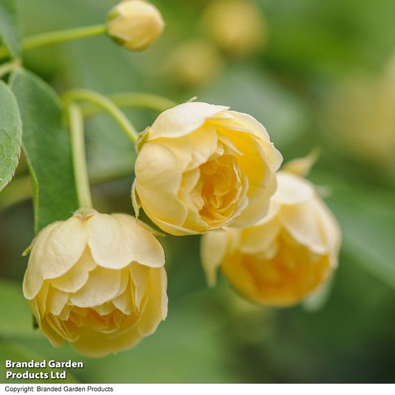 Rose banksiae 'Lutea' (Rambling Rose)