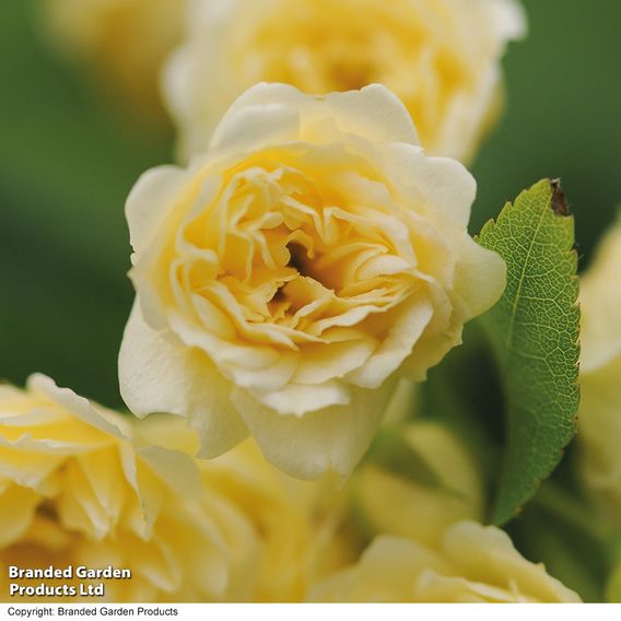 Rose banksiae 'Lutea' (Rambling Rose)