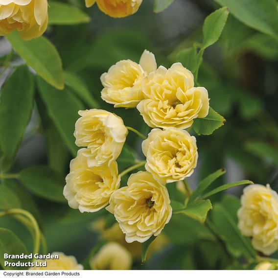 Rose banksiae 'Lutea' (Rambling Rose)
