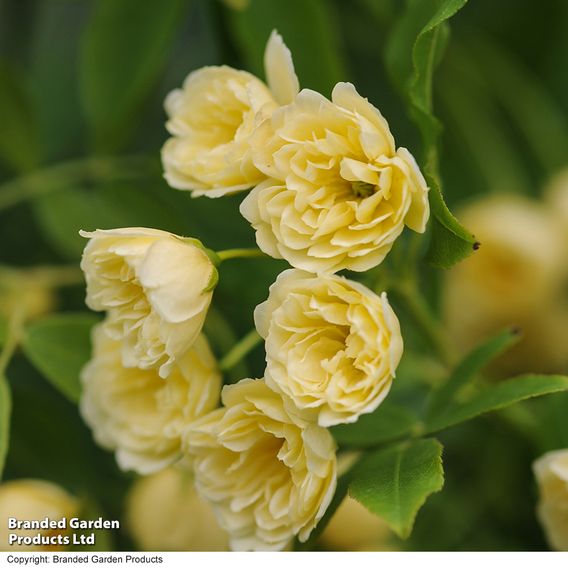 Rose banksiae 'Lutea' (Rambling Rose)