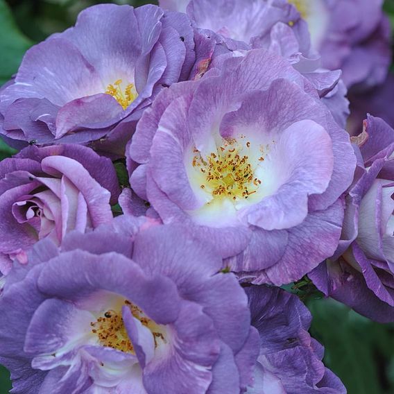 Rose 'Blue for You' (Floribunda Rose)