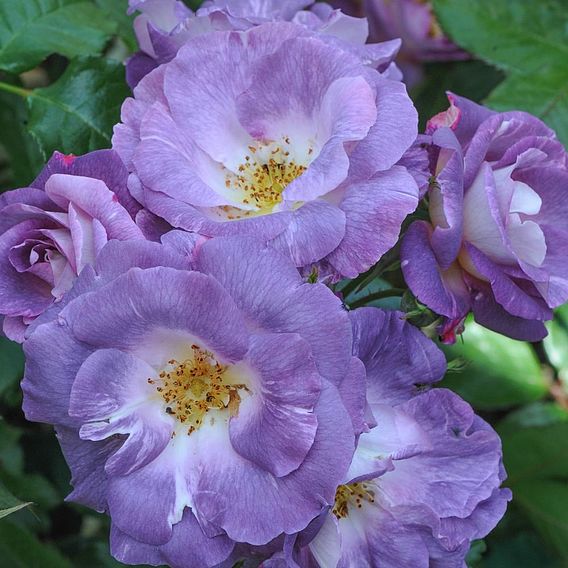 Rose 'Blue for You' (Floribunda Rose)