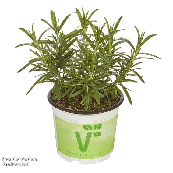 Rosemary officinalis 'Britania Compact'