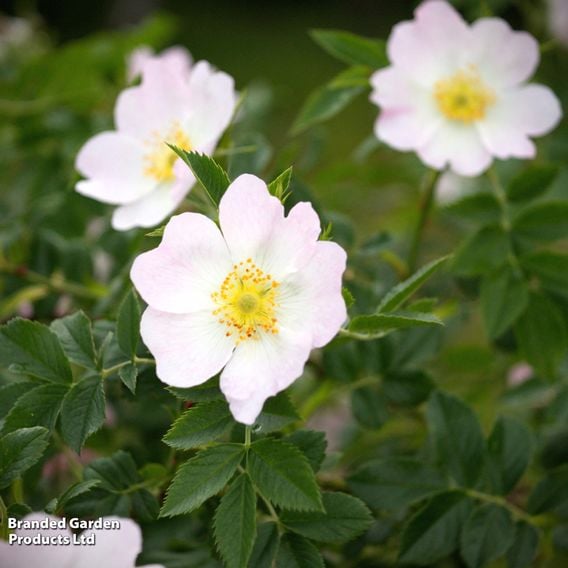 Burnet rose (Hedging)