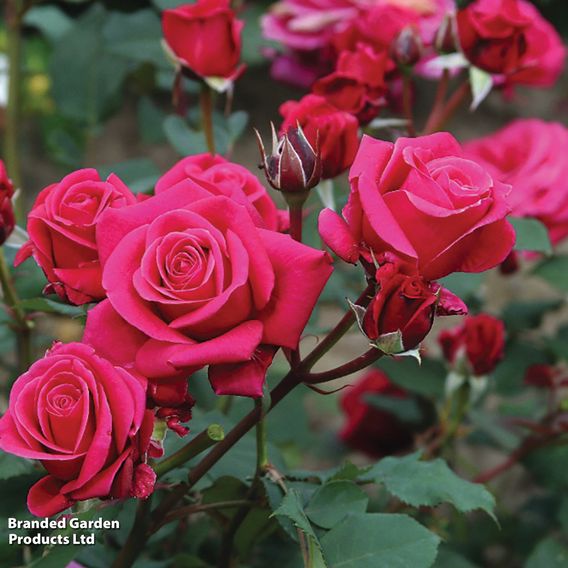 Rose 'Charisma'