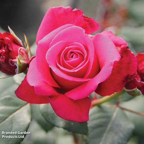 Rose 'Charisma'