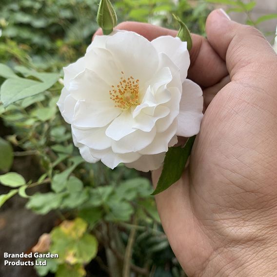 Rose 'Iceberg'