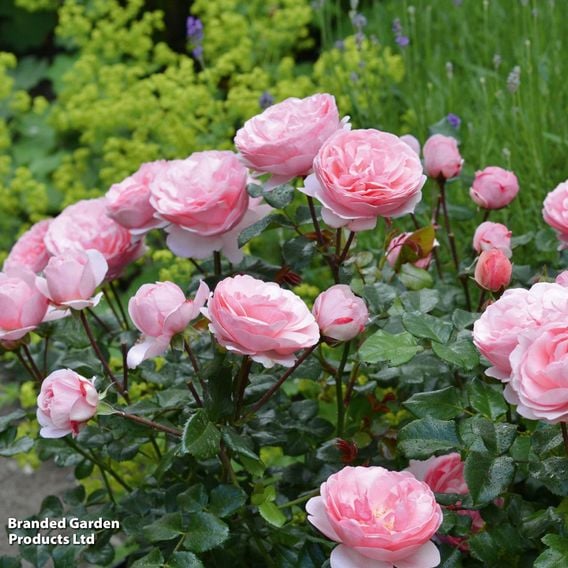 Rose 'Darling' (Floribunda)