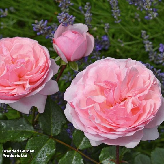 Rose 'Darling' (Floribunda)