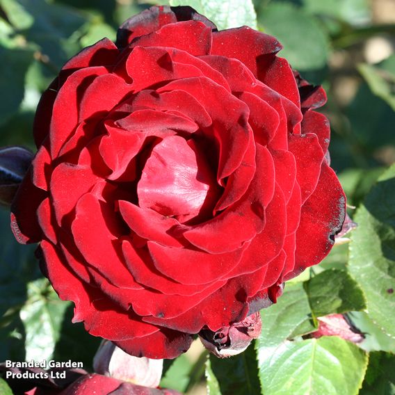 Rose 'Dublin Bay' (Climbing)