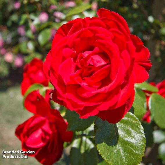 Rose 'Dublin Bay' (Climbing)