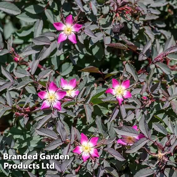 Red Leaf Rose (Hedging)