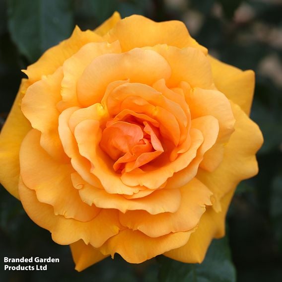 Rose 'Golden Beauty' (Floribunda Rose)