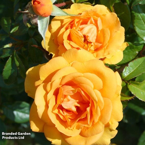 Rose 'Golden Beauty' (Floribunda Rose)