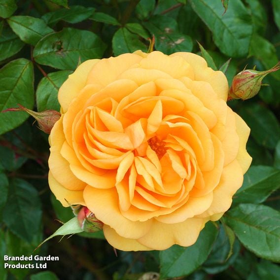Rose 'Golden Beauty' (Floribunda Rose)