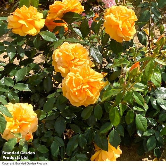 Rose 'Golden Beauty' (Floribunda Rose)