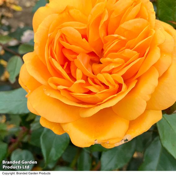 Rose 'Golden Beauty' (Floribunda Rose)
