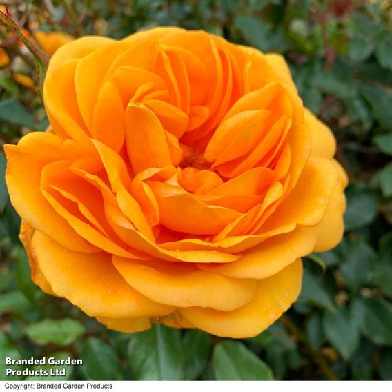 Rose 'Golden Beauty' (Floribunda Rose)