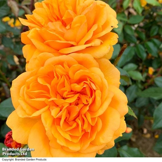 Rose 'Golden Beauty' (Floribunda Rose)