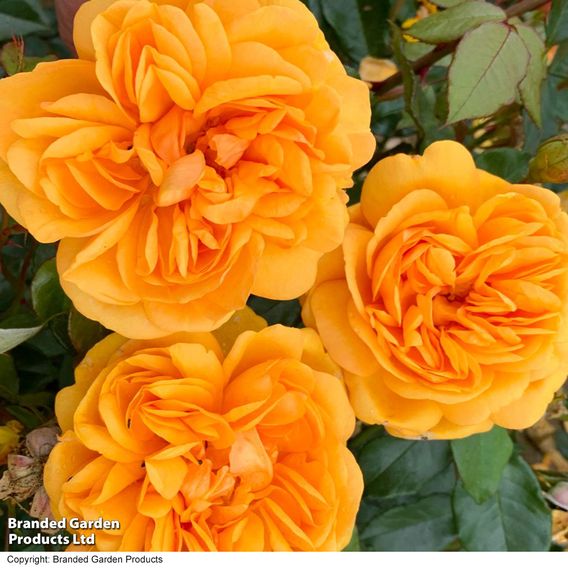 Rose 'Golden Beauty' (Floribunda Rose)
