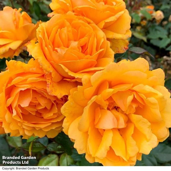 Rose 'Golden Beauty' (Floribunda Rose)
