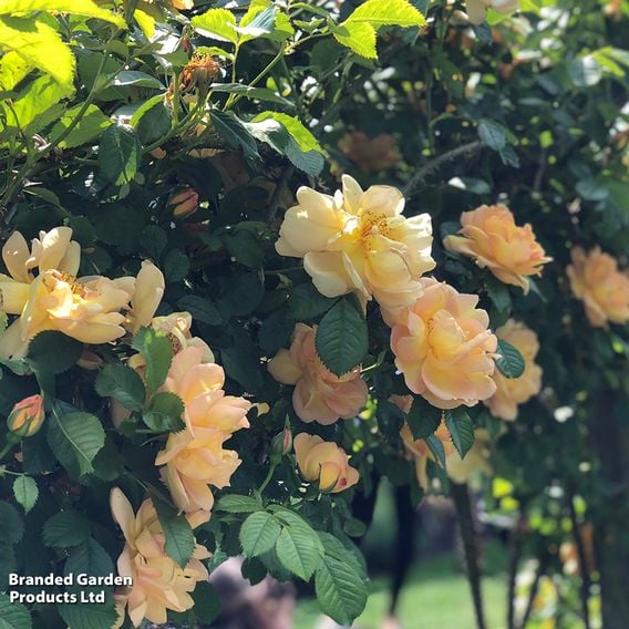 Rose 'Golden Showers' (Climbing)