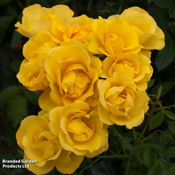 Rose 'Grandma's Rose' (Floribunda Rose)