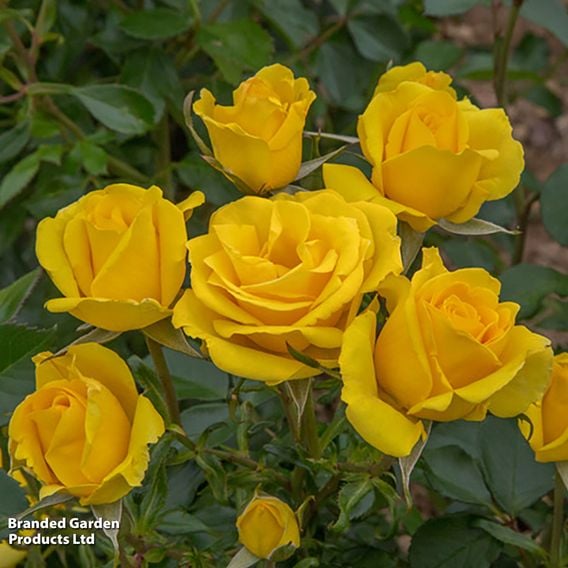 Rose 'Grandma's Rose' (Floribunda Rose)