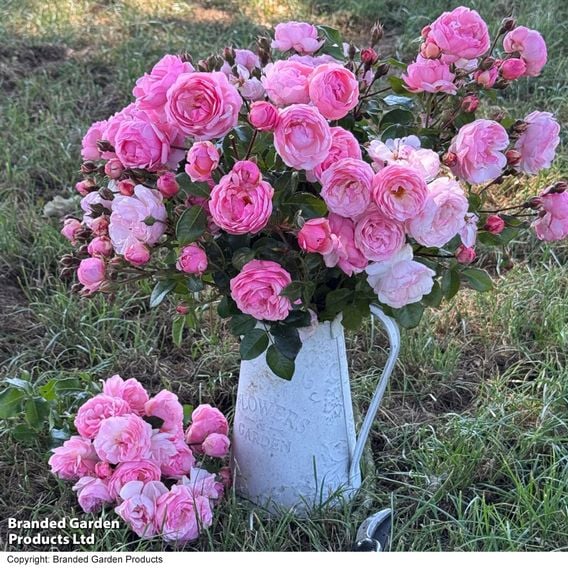 Rose 'Hopes & Dreams' (Hybrid Tea Rose)