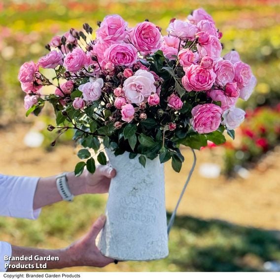 Rose 'Hopes & Dreams' (Hybrid Tea Rose)