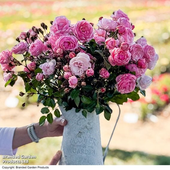 Rose 'Hopes & Dreams' (Hybrid Tea Rose)
