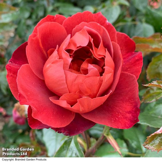 Rose 'Hot Chocolate' (Floribunda Rose)