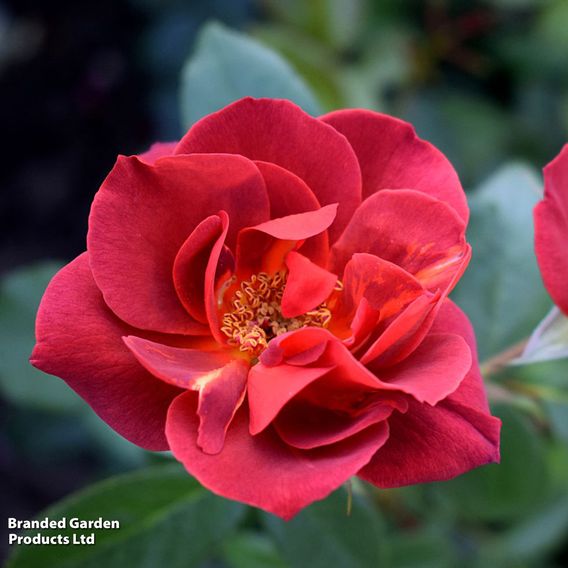 Rose 'Hot Chocolate' (Floribunda Rose)
