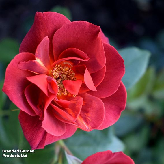 Rose 'Hot Chocolate' (Floribunda Rose)
